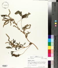 Amaranthus spinosus image