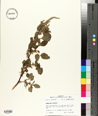 Amaranthus spinosus image