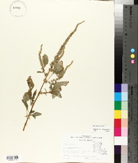 Amaranthus spinosus image