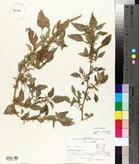 Amaranthus spinosus image