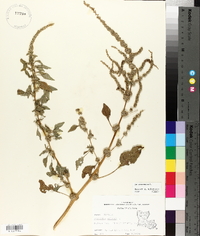 Amaranthus spinosus image