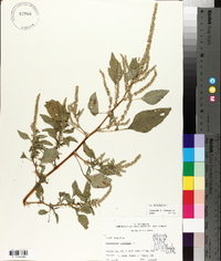 Amaranthus spinosus image