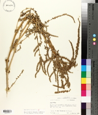 Amaranthus spinosus image