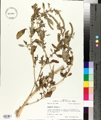 Amaranthus spinosus image