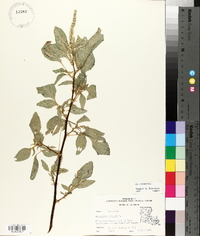 Amaranthus spinosus image