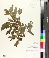 Amaranthus spinosus image