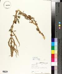 Amaranthus spinosus image