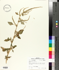 Amaranthus spinosus image