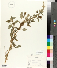 Amaranthus spinosus image