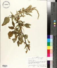 Amaranthus spinosus image