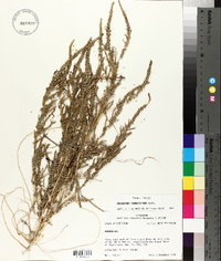 Amaranthus tuberculatus image