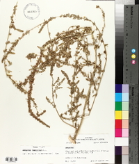 Amaranthus tuberculatus image