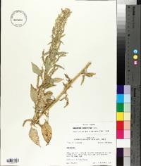 Amaranthus tuberculatus image