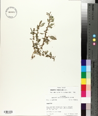 Amaranthus tuberculatus image