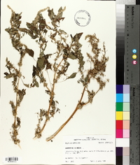 Amaranthus spinosus image