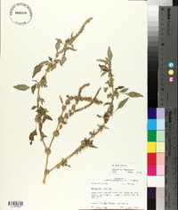 Amaranthus spinosus image