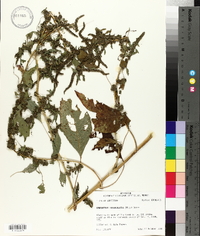 Amaranthus tuberculatus image