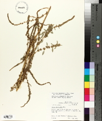 Amaranthus tuberculatus image