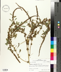 Amaranthus tuberculatus image