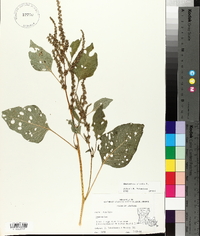 Amaranthus viridis image