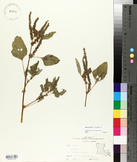 Amaranthus viridis image