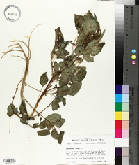 Amaranthus viridis image