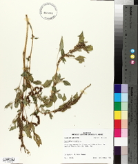 Amaranthus viridis image