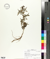 Amaranthus viridis image