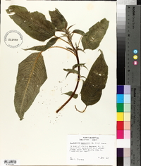 Amaranthus australis image