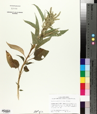 Amaranthus australis image