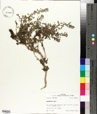 Amaranthus albus image