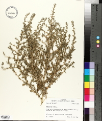 Amaranthus albus image