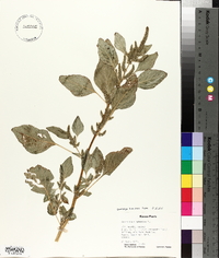 Amaranthus hybridus image