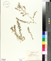 Amaranthus crassipes image