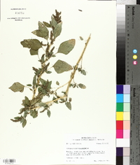 Amaranthus hybridus image