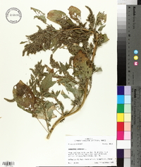 Amaranthus hybridus image