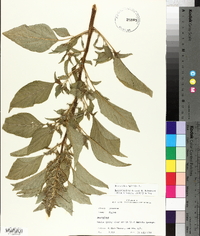 Amaranthus hybridus image