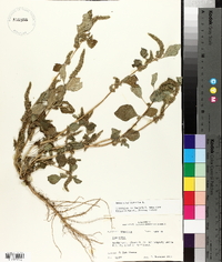 Amaranthus hybridus image