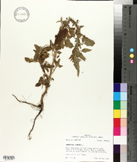 Amaranthus hybridus image