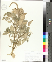 Amaranthus palmeri image