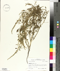 Amaranthus tuberculatus image