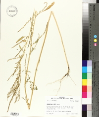 Amaranthus tuberculatus image