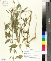 Amaranthus tuberculatus image