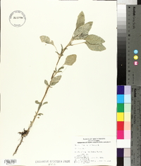 Amaranthus retroflexus image