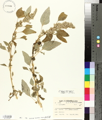 Amaranthus retroflexus image