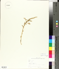 Amaranthus spinosus image