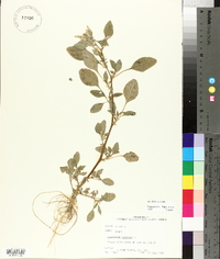 Amaranthus spinosus image