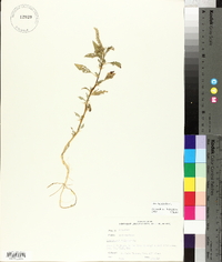 Amaranthus spinosus image