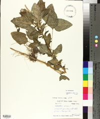 Amaranthus spinosus image