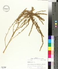 Amaranthus tuberculatus image